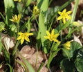 Gagea lutea blooms in the wild in the woods