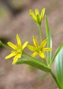 Gagea lutea blooms in the wild in the woods