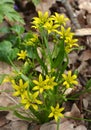 Gagea lutea blooms in the wild in the woods