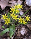 Gagea lutea blooms in the wild in the woods