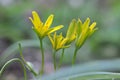 Gagea lutea blooms in the wild in the woods