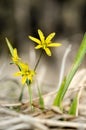 Gagea Lutea