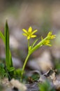 Gagea lutea bright yellow star-of-Bethlehem flowering plant, bunch of small spring wild flowers in bloom