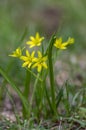 Gagea lutea bright yellow star-of-Bethlehem flowering plant, bunch of small spring wild flowers in bloom