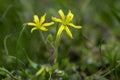 Gagea lutea bright yellow star-of-Bethlehem flowering plant, bunch of small spring wild flowers in bloom Royalty Free Stock Photo