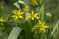 Gagea lutea bright yellow star-of-Bethlehem flowering plant, bunch of small spring wild flowers in bloom Royalty Free Stock Photo