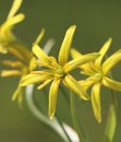 Gagea lutea flower