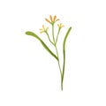 Gagea lutea flower. Yellow Star-of-Bethlehem plant. Blooming floral herb. Botanical drawing of wild field flora on stem