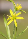 Gagea lutea