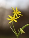 Gagea lutea