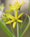 Gagea lutea