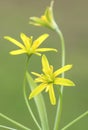 Gagea lutea