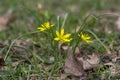 Gagea lutea wild springtime flowering plant, group of yellow star-of-Bethlehem flowers in bloom