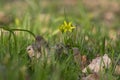 Gagea lutea wild springtime flowering plant, group of yellow star-of-Bethlehem flowers in bloom Royalty Free Stock Photo