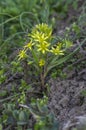 Gagea lutea wild springtime flowering plant, group of yellow star-of-Bethlehem petal flowers in bloom and green leaves