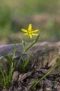 Gagea lutea wild springtime flowering plant, group of yellow star-of-Bethlehem flowers in bloom Royalty Free Stock Photo