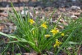 Gagea lutea, yellow blooming spring flower.