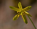 Gagea lutea - yellow, small forest spring flowers Royalty Free Stock Photo