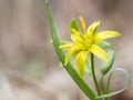 Gagea lutea, the Yellow Star-of-Bethlehem Royalty Free Stock Photo