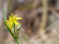 Gagea lutea, the Yellow Star-of-Bethlehem Royalty Free Stock Photo