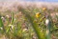 Gagea Minima (Least Gagea) - yellow flowers blooming at spring time