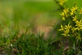 Gagea minima yellow spring flowers