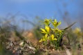 Gagea pratensis spring wild flower