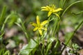 Gagea pratensis spring wild flower, Yellow Star of Bethlehem in bloom