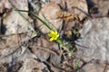 Gagea spring flowers in the forest