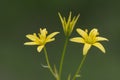 Gagea yellow star of Bethlehem small yellow bulbous flower that grows in damp places