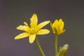 Gagea yellow star of Bethlehem small yellow bulbous flower that grows in damp places