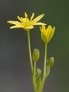 Gagea yellow star of Bethlehem small yellow bulbous flower that grows in damp places