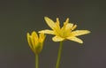 Gagea yellow star of Bethlehem small yellow bulbous flower that grows in damp places