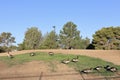 A Gaggle of Canada Geese (Branta canadensis) in Arizona Park in Autumn