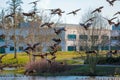 A gaggle of Canada geese landing on a pond