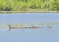 Gaggle of Canada Goose Goslings