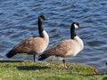 A Gaggle Of Canadian Geese Beside A Lake