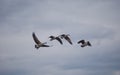 Gaggle of Canadian Geese Migrating Dream-Like Background Royalty Free Stock Photo