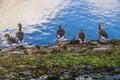 A gaggle of Canadian Geese on the shoreline of Thornton Reservoir, UK