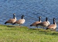 A Gaggle Of Canadian Geese Beside A Lake