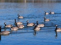 A Gaggle Of Canadian Geese