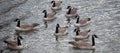 Gaggle of Canadian Geese On The Water