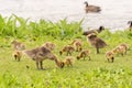 Gaggle of Canadian goose goslings