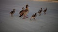 Gaggle of Egiptian geese alopochen aegyptiaca with geeselings crosses street Royalty Free Stock Photo