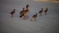 Gaggle of Egiptian geese alopochen aegyptiaca with geeselings crosses street