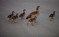 Gaggle of Egiptian geese alopochen aegyptiaca with geeselings crosses street Royalty Free Stock Photo