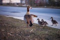 Gaggle of Egiptian geese alopochen aegyptiaca with geeselings on grass