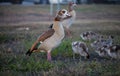 Gaggle of Egiptian geese alopochen aegyptiaca with geeselings on grass