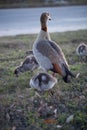 Gaggle of Egiptian geese alopochen aegyptiaca with geeselings on grass Royalty Free Stock Photo