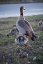 Gaggle of Egiptian geese alopochen aegyptiaca with geeselings on grass